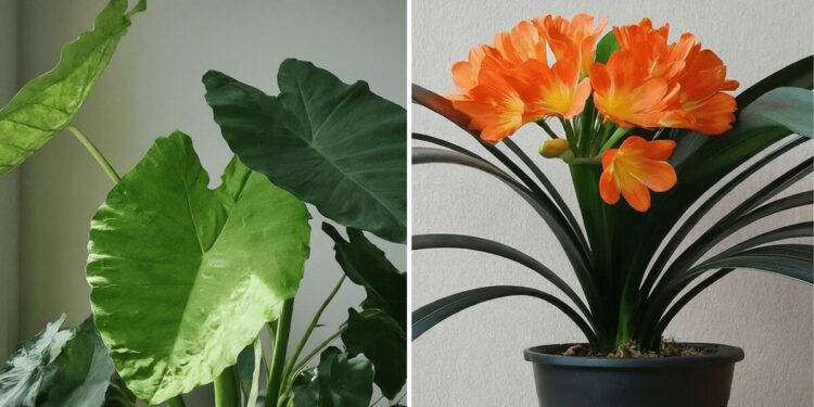 From left to right: Alocasia elephant leaves and Clivia with orange flowers
