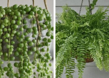 From left to right: String of Pearls (Senecio rowleyanus) and Boston fern (Nephrolepis exaltata)