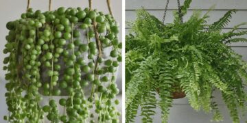 From left to right: String of Pearls (Senecio rowleyanus) and Boston fern (Nephrolepis exaltata)
