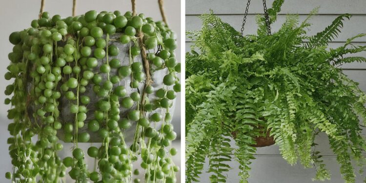 From left to right: String of Pearls (Senecio rowleyanus) and Boston fern (Nephrolepis exaltata)