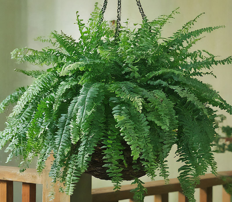 Hanging Boston fern with lush green fronds