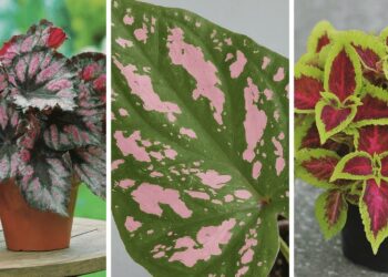 From left to right: Begonia Rex, pink polka dot plant, and Coleus