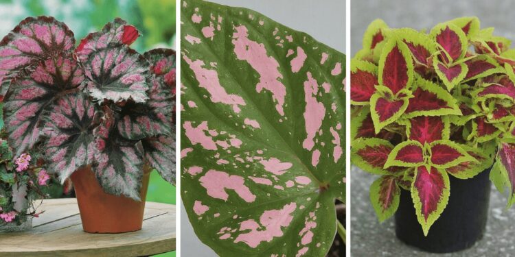 From left to right: Begonia Rex, pink polka dot plant, and Coleus