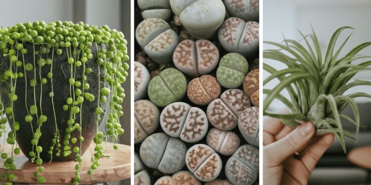 From left to right: a string of pearls, many living stones, and an air plant