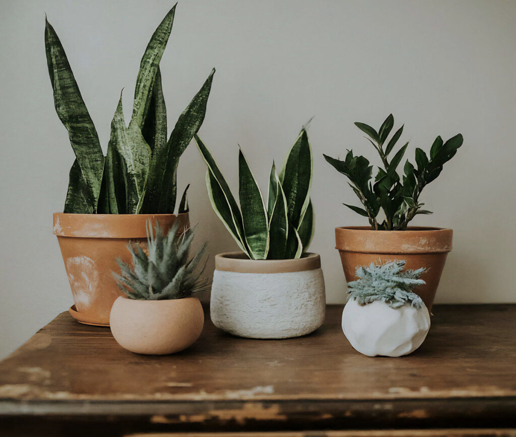 Diverse low-maintenance indoor plants arranged on a wooden desk