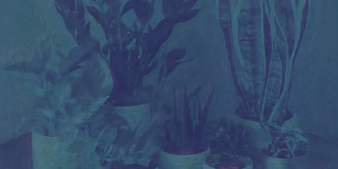 A group of indoor plants close together