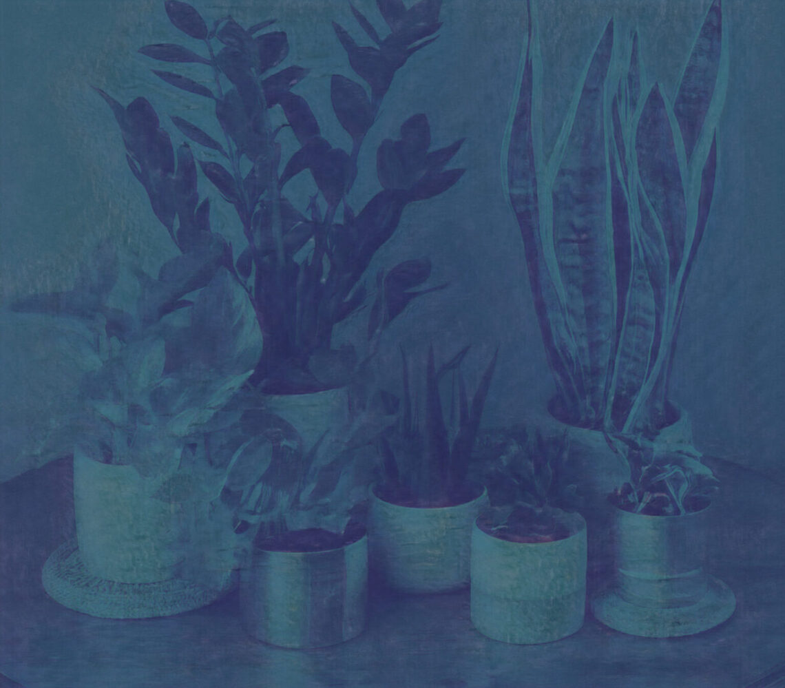 A group of indoor plants close together