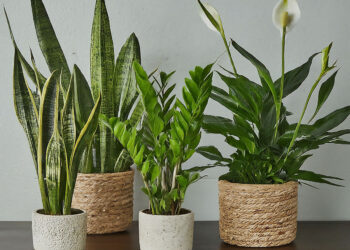 Multiple common houseplants on a table, including two snake plants, a ZZ plant, and a peace lily