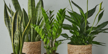 Multiple common houseplants on a table, including two snake plants, a ZZ plant, and a peace lily