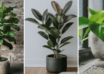 Left to right: Ficus elastica, pothos, and fiddle leaf fig, three plants good for health