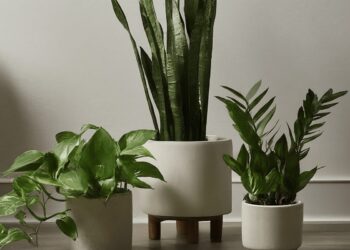 Pothos, ZZ plant, and snake plant in white pots on wooden floor