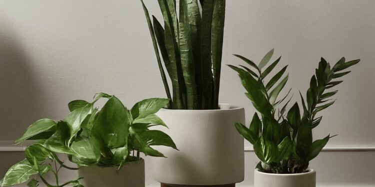 Pothos, ZZ plant, and snake plant in white pots on wooden floor