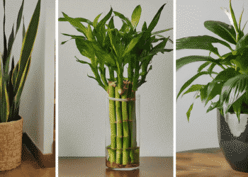 From left to right: a Snake Plant, Lucky Bamboo, and a Peace Lily, all low maintenance