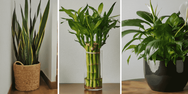 From left to right: a Snake Plant, Lucky Bamboo, and a Peace Lily, all low maintenance