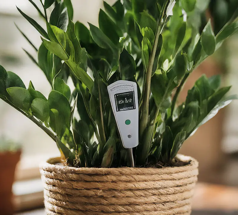 pH meter inserted in ZZ plant soil