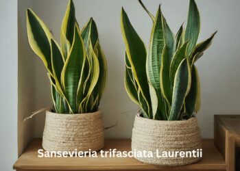 Two Sansevieria trifasciata Laurentii snake plants beautifying a small, warm space