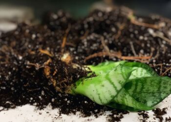 Snake plant, roots exposed, ready for cutting and propagation