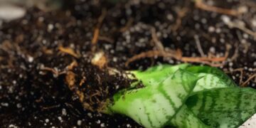 Snake plant, roots exposed, ready for cutting and propagation