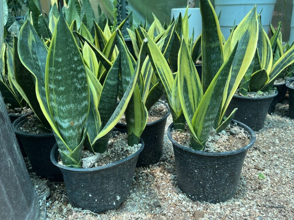 Successfully propagated snake plants after several months