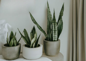 Three snake plants in decorative pots, adding life to the minimalist bedroom