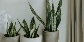 Three snake plants in decorative pots, adding life to the minimalist bedroom