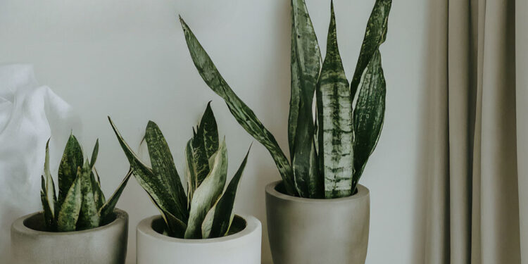 Three snake plants in decorative pots, adding life to the minimalist bedroom