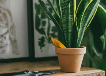 Garden scissors and snake plant with a pruned yellow leaf