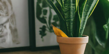 Garden scissors and snake plant with a pruned yellow leaf