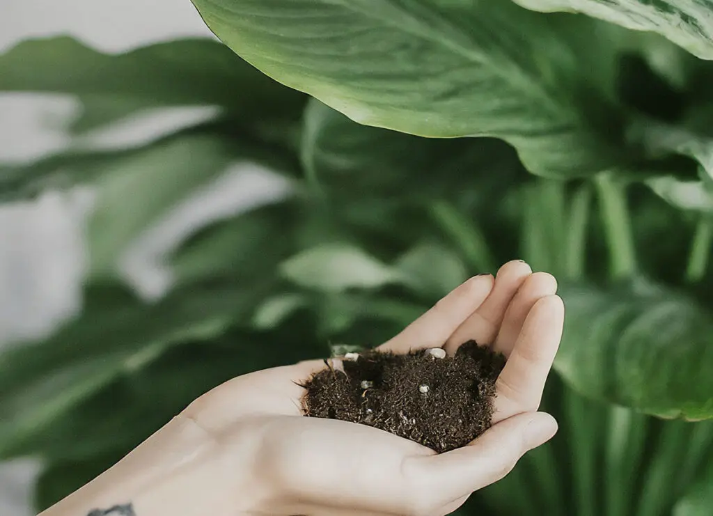 A man holding some potting soil in his hand, with a houseplant behind him