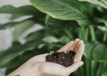 A man holding some potting soil in his hand, with a houseplant behind him