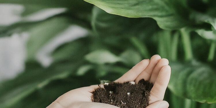 A man holding some potting soil in his hand, with a houseplant behind him