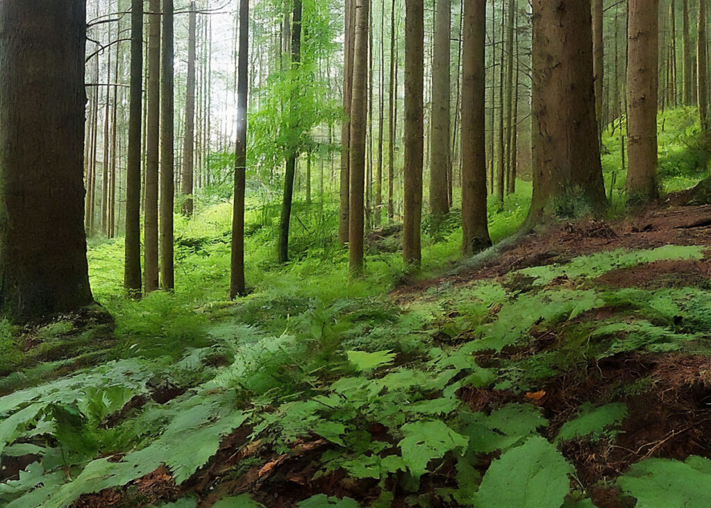 Dense green forest with tall trees and sunlight filtering through the leaves