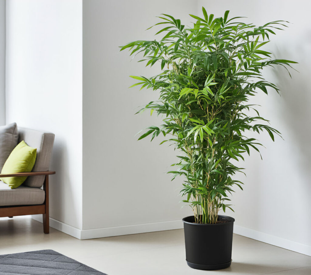 Bamboo Palm in a black pot, placed on the floor in a minimalist living room