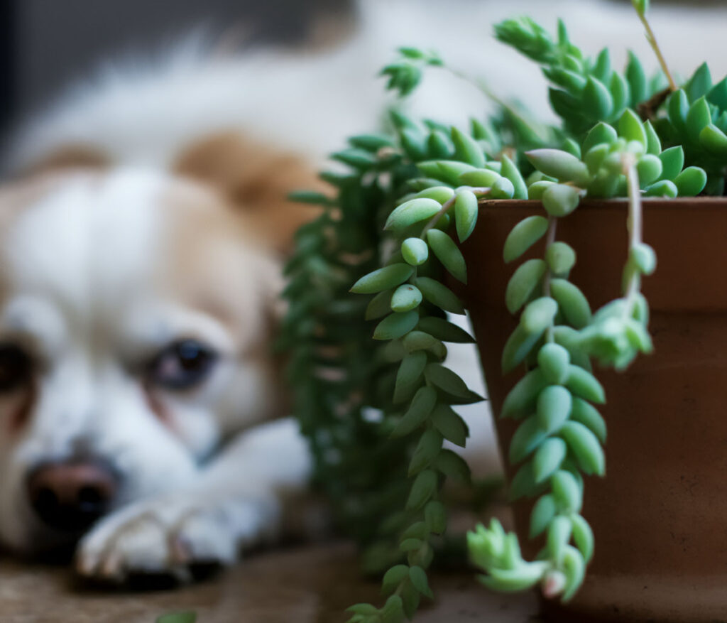 Burro's Tail plant with a dog behind it, looking at the plant