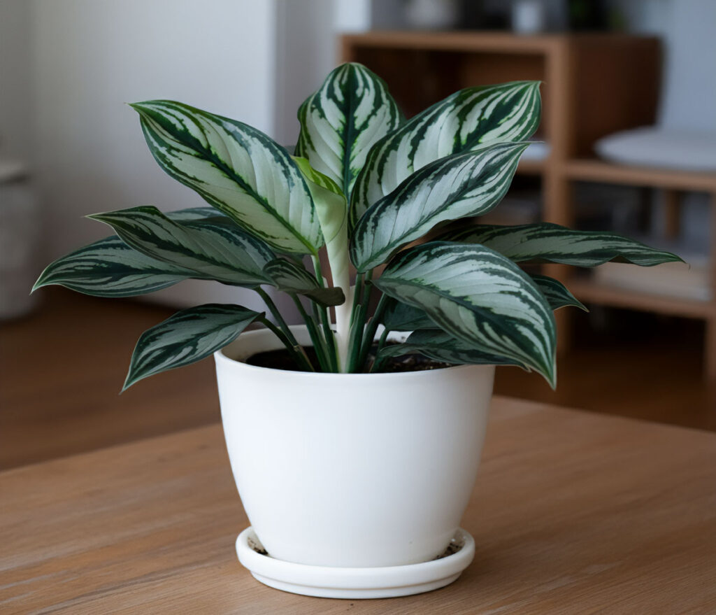 Chinese evergreen in a white pot on a wooden table with blurred background