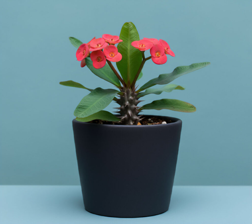 Crown of Thorns plant in a dark pot with red flowers against teal background