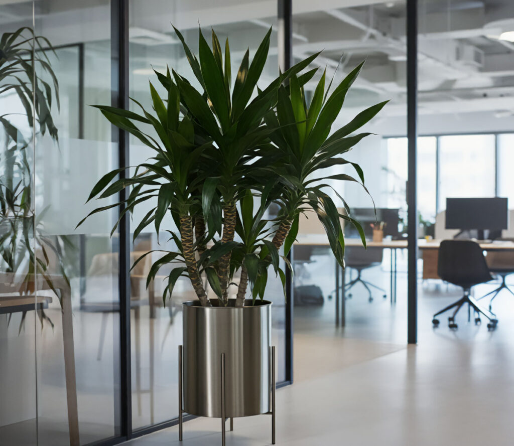 Dracaena plant in a sleek metallic pot inside a modern office setting