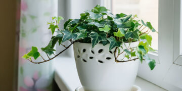 English ivy in a white pot on a window sill with floral curtains nearby