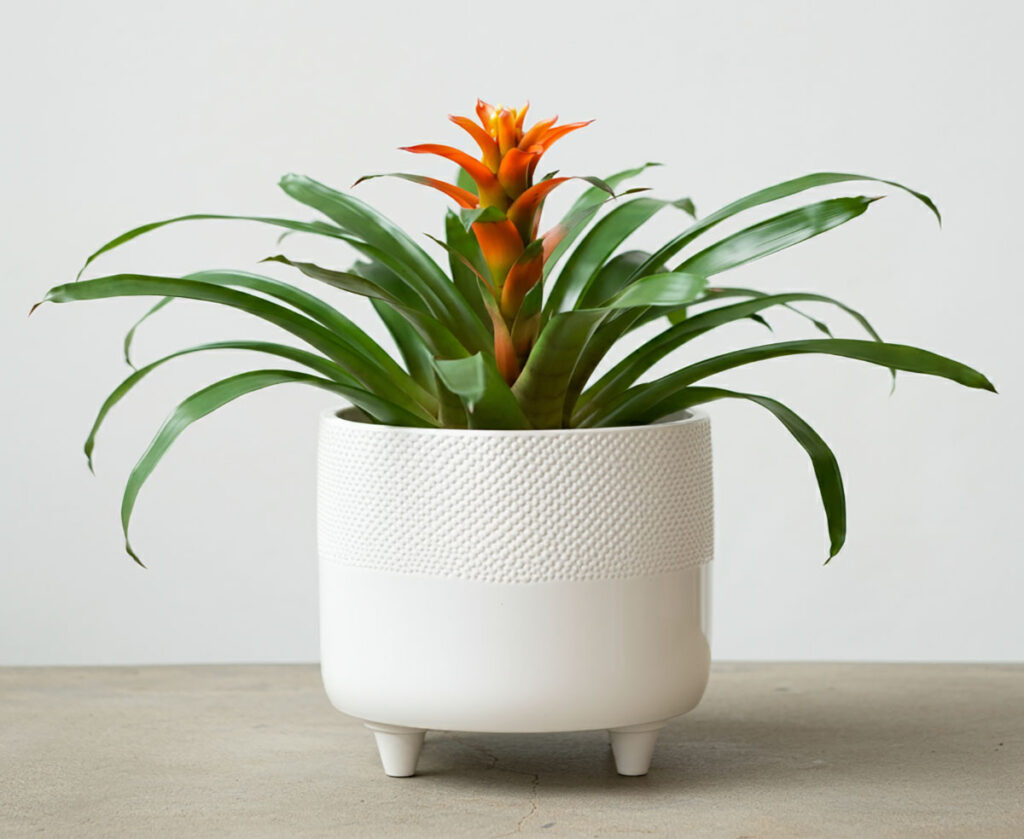 Guzmania plant in a textured white pot on a gray surface