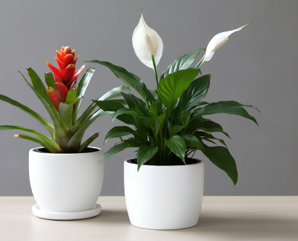 Peace Lily and Guzmania in white pots on a wooden surface