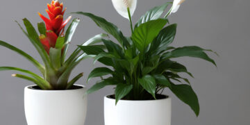 Peace Lily and Guzmania in white pots on a wooden surface