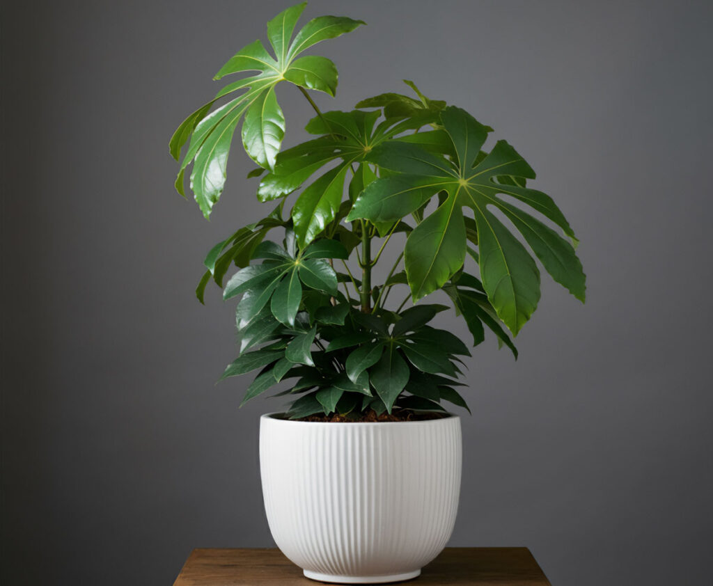 Japanese Aralia plant with lush leaves in a white pot in front of a gray wall