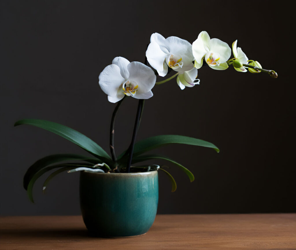 Moth orchid on a table with a dark gray wall behind it