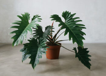 Philodendron Selloum with large leaves in a empty hall