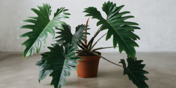 Philodendron Selloum with large leaves in a empty hall