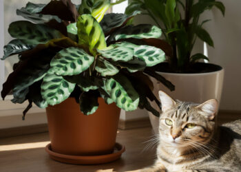 Prayer plant with a cat sitting beside it and another plant in the background