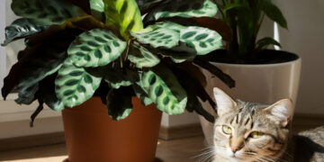 Prayer plant with a cat sitting beside it and another plant in the background