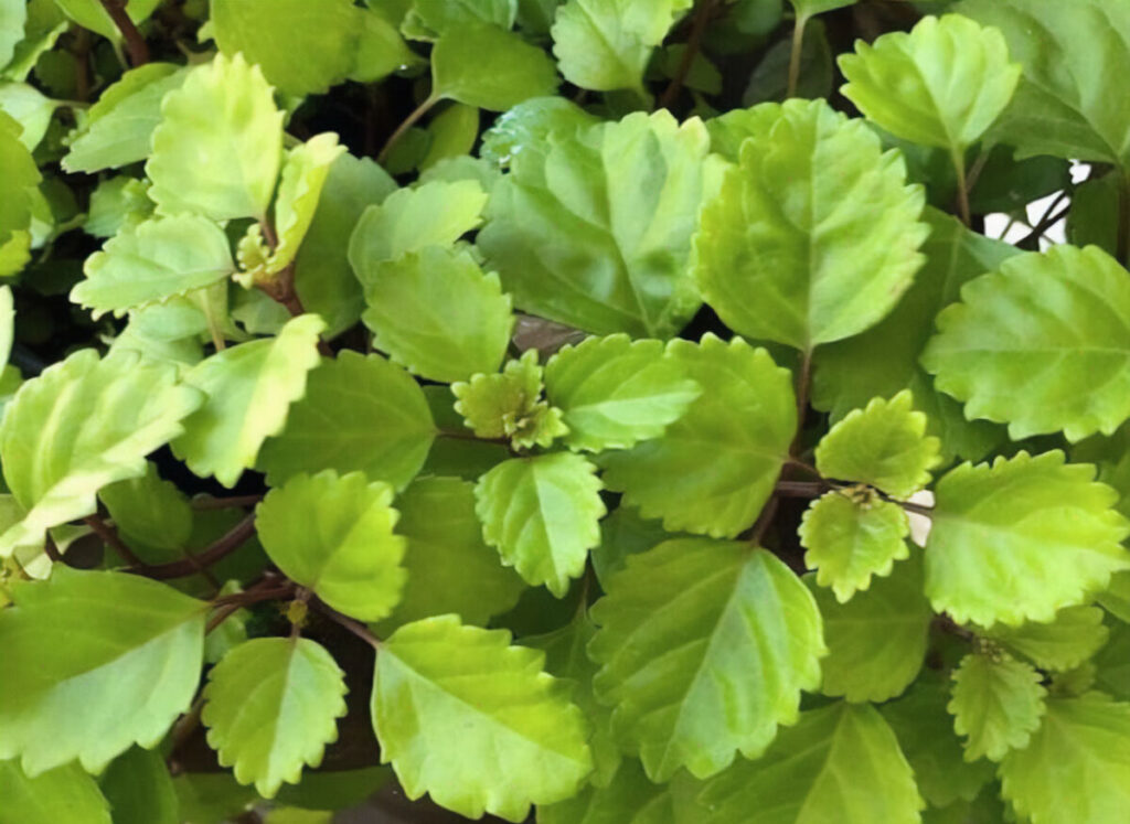 Top view of a Swedish ivy plant