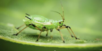 Close-up image of a green aphid crawling on a leaf with a blurred green background
