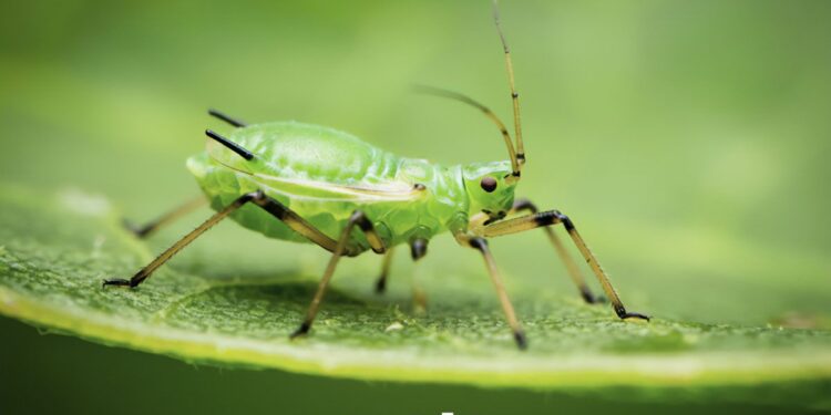 Close-up image of a green aphid crawling on a leaf with a blurred green background